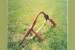 0 LMC Post Hole Digger without Auger